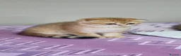 Scottish gatti in vendita: Cuccioli razza scottish straight e fold - Annuncio 10