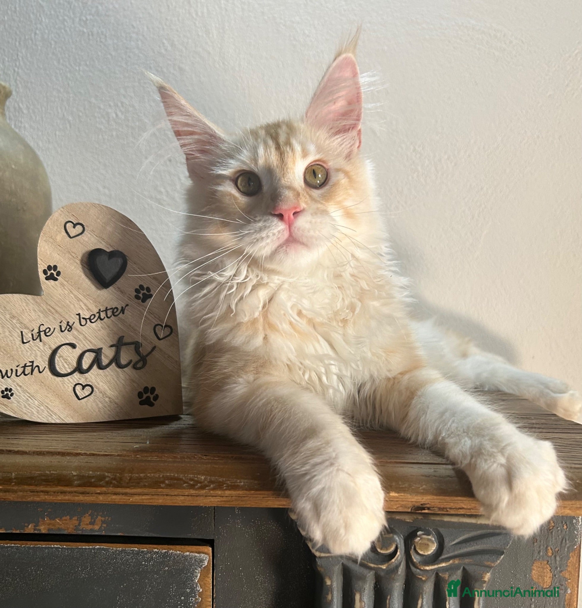 Maine Coon gatti Maine Coon Pronta Consegna  - Annuncio 14