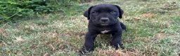 Cane Corso cani in vendita: Cuccioli di Cane Corso manto nero - Annuncio 15