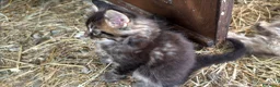 Maine Coon gatti in vendita: Cucciolo maine coon {LestatXCelebrant} - Annuncio 3