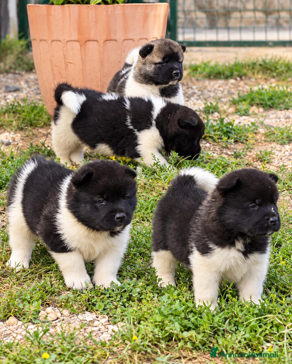 Akita Americano cani Cuccioli Akita Americano  - Annuncio 28