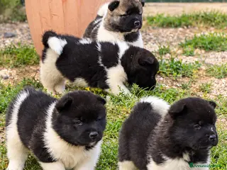 Akita Americano cani Cuccioli Akita Americano - Annuncio 28