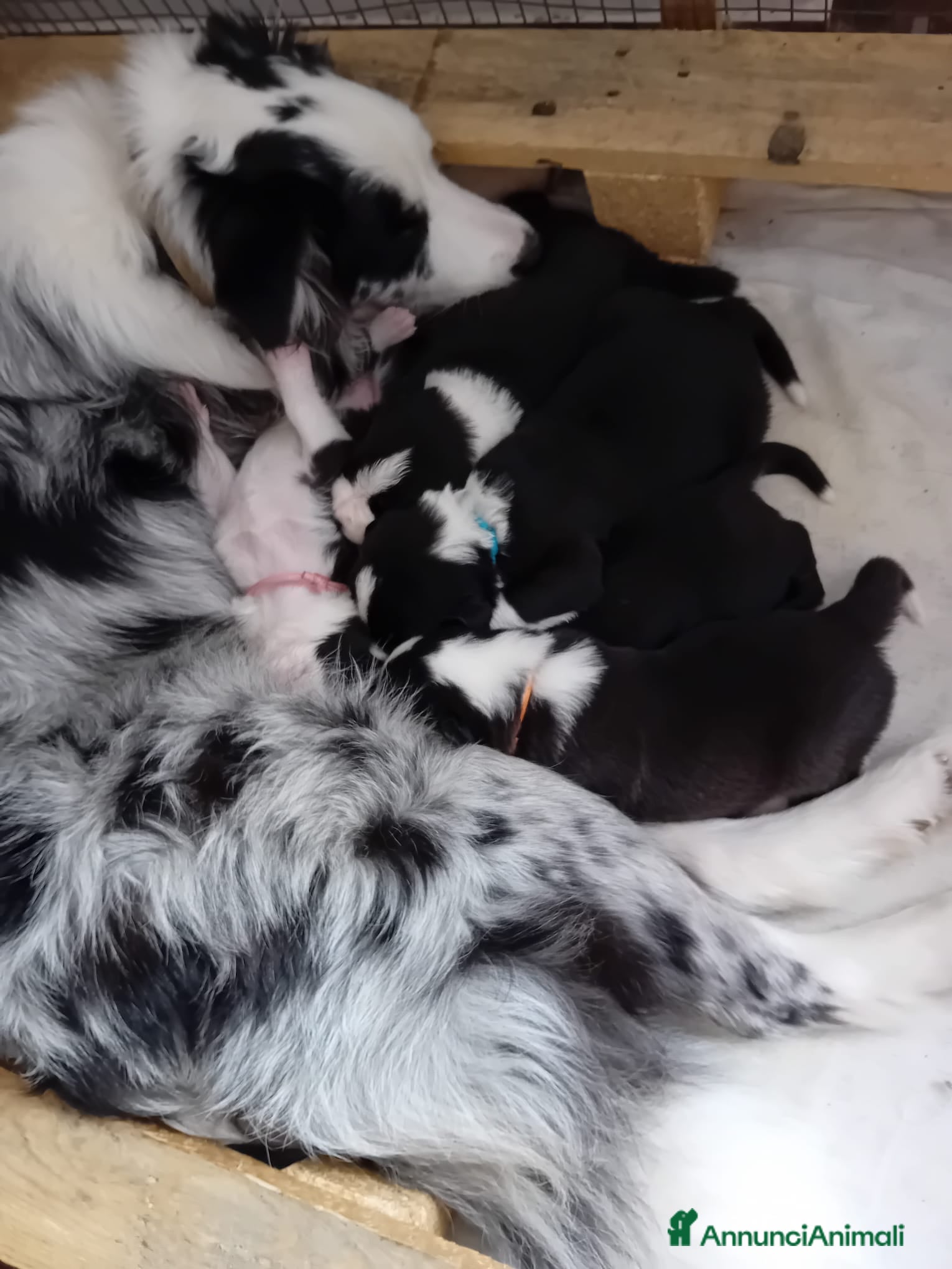 Border Collie cani cuccioli border collie  - Annuncio 1