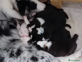 Border Collie cani cuccioli border collie - Annuncio 16