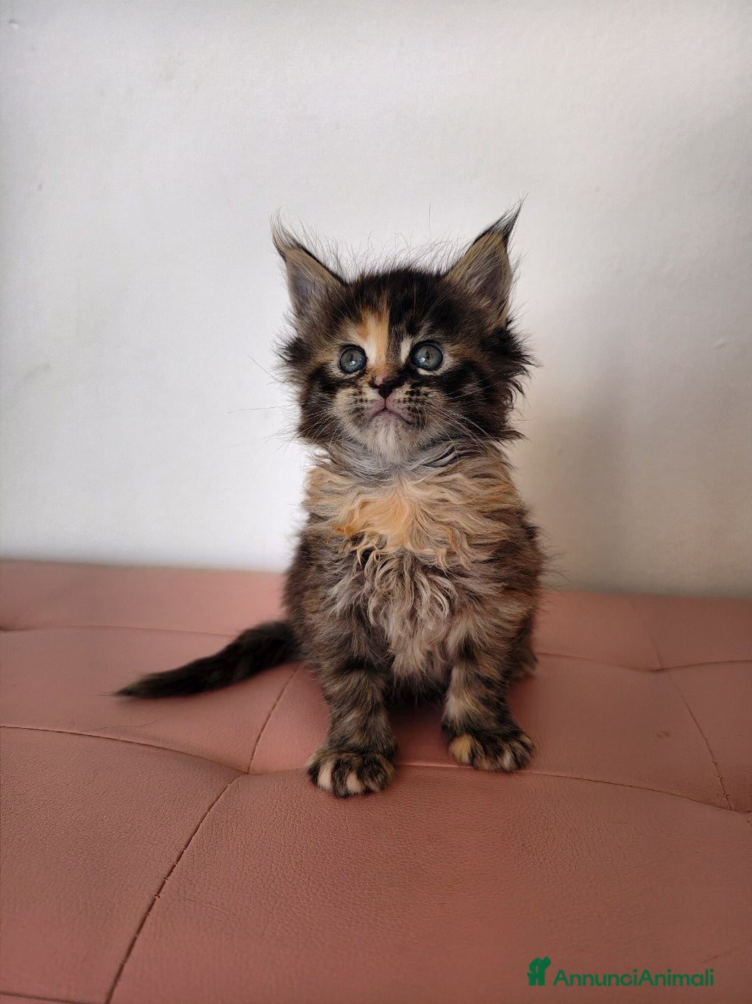 Maine Coon gatti in vendita: Cucciola adorabile Maine coon  - Annuncio 1