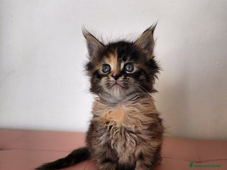 Maine Coon gatti Cucciola adorabile Maine coon - Annuncio 5