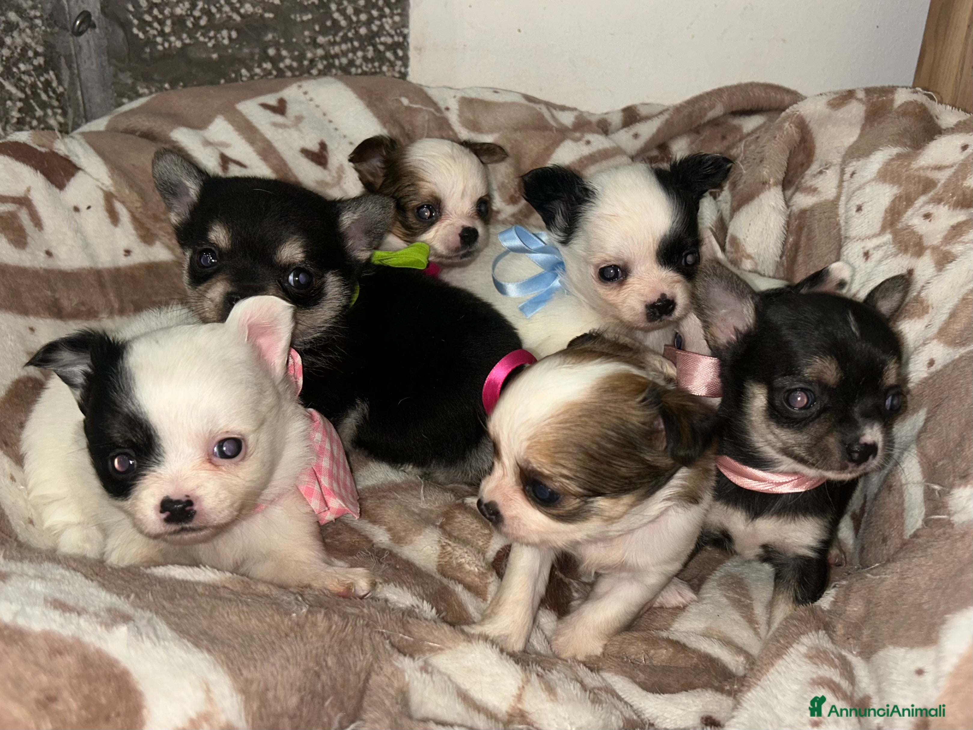 Chihuahua cani Chihuahua mini - Annuncio 26