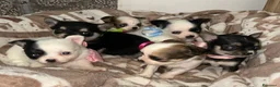 Chihuahua cani in vendita: Chihuahua mini - Annuncio 1