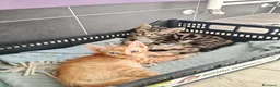 Altre razze gatti in regalo: Due fratellini cercano casa - Annuncio 1