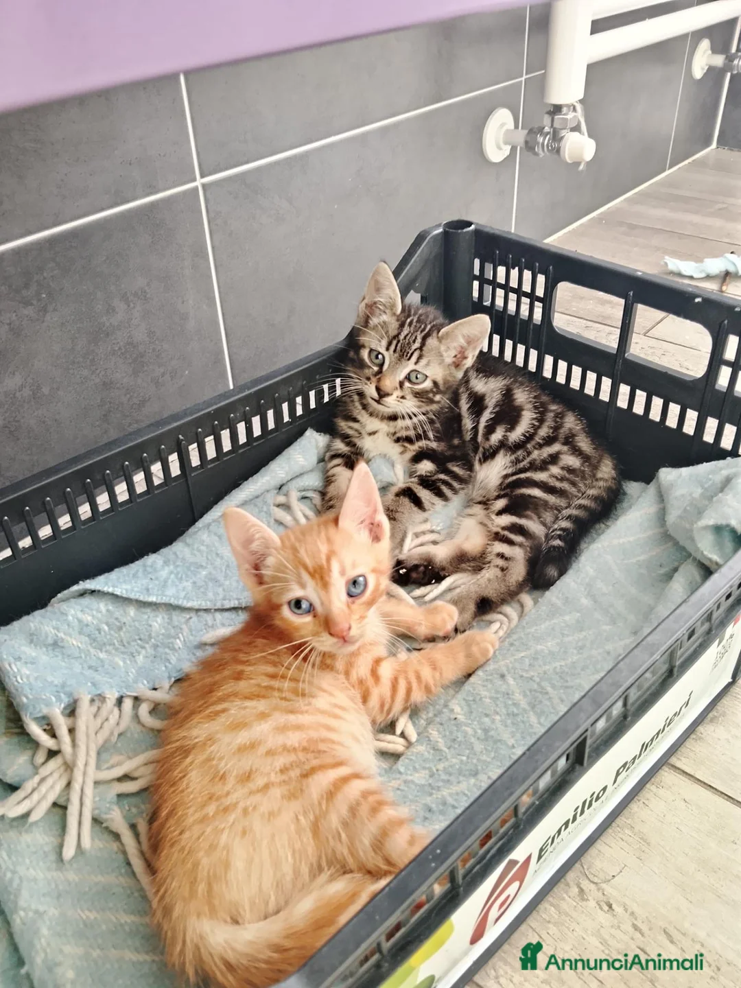 Altre razze gatti in regalo: Due fratellini cercano casa - Annuncio 1