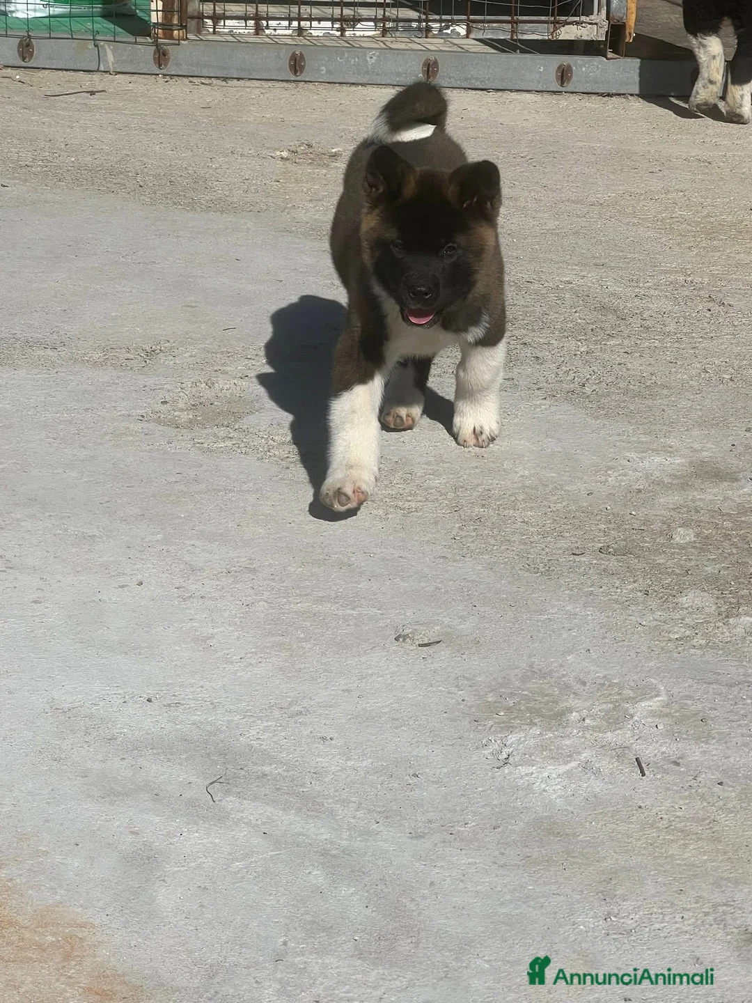 Akita Americano cani in vendita: Cuccioli di Akita americano a Provincia di Cosenza - Annuncio 2