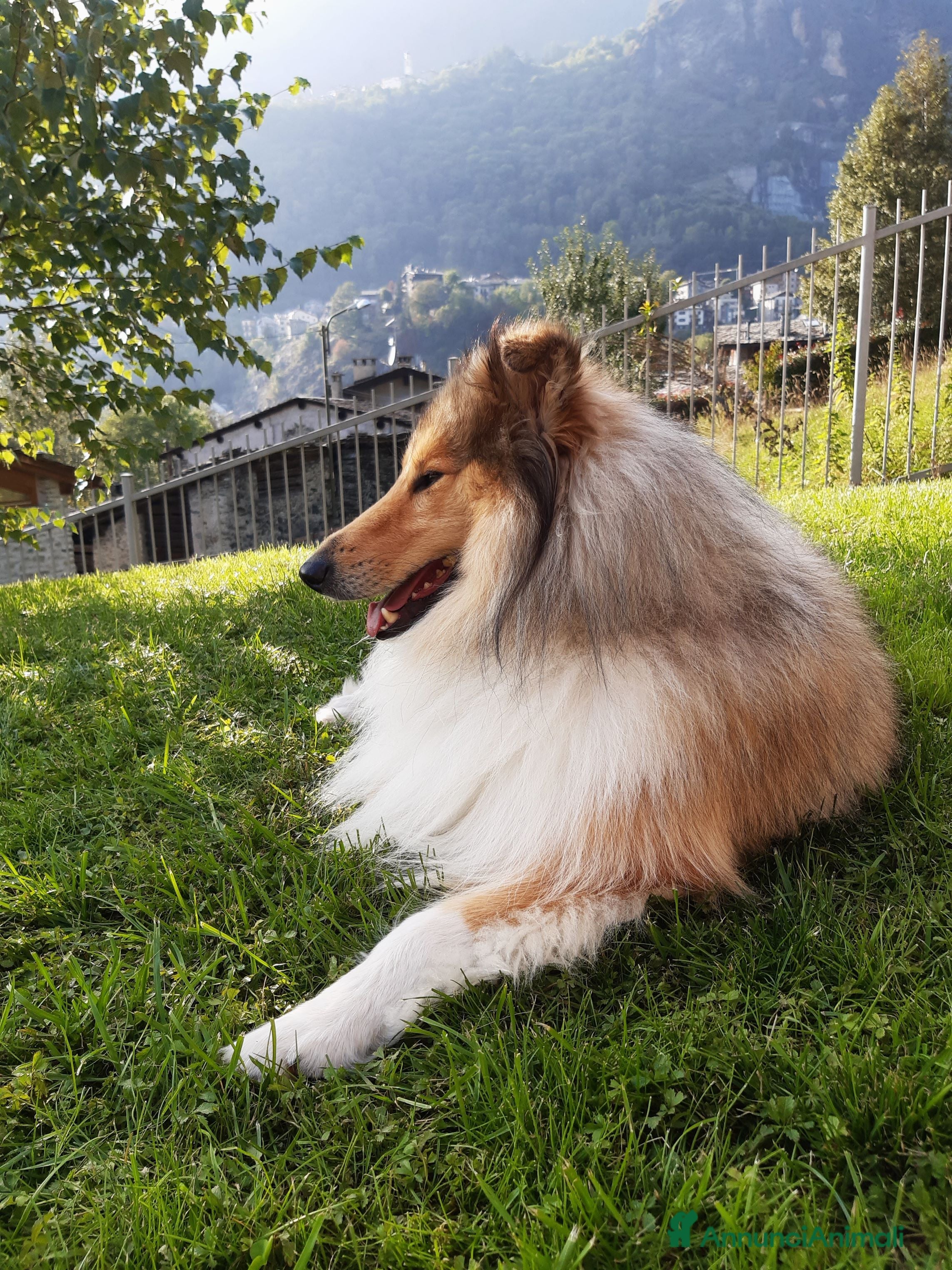 Collie cani Cerco Pastore scozzese femmina per accoppiamento - Annuncio 2