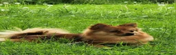 Meticcio cani in vendita: Pamapoo - Annuncio 2