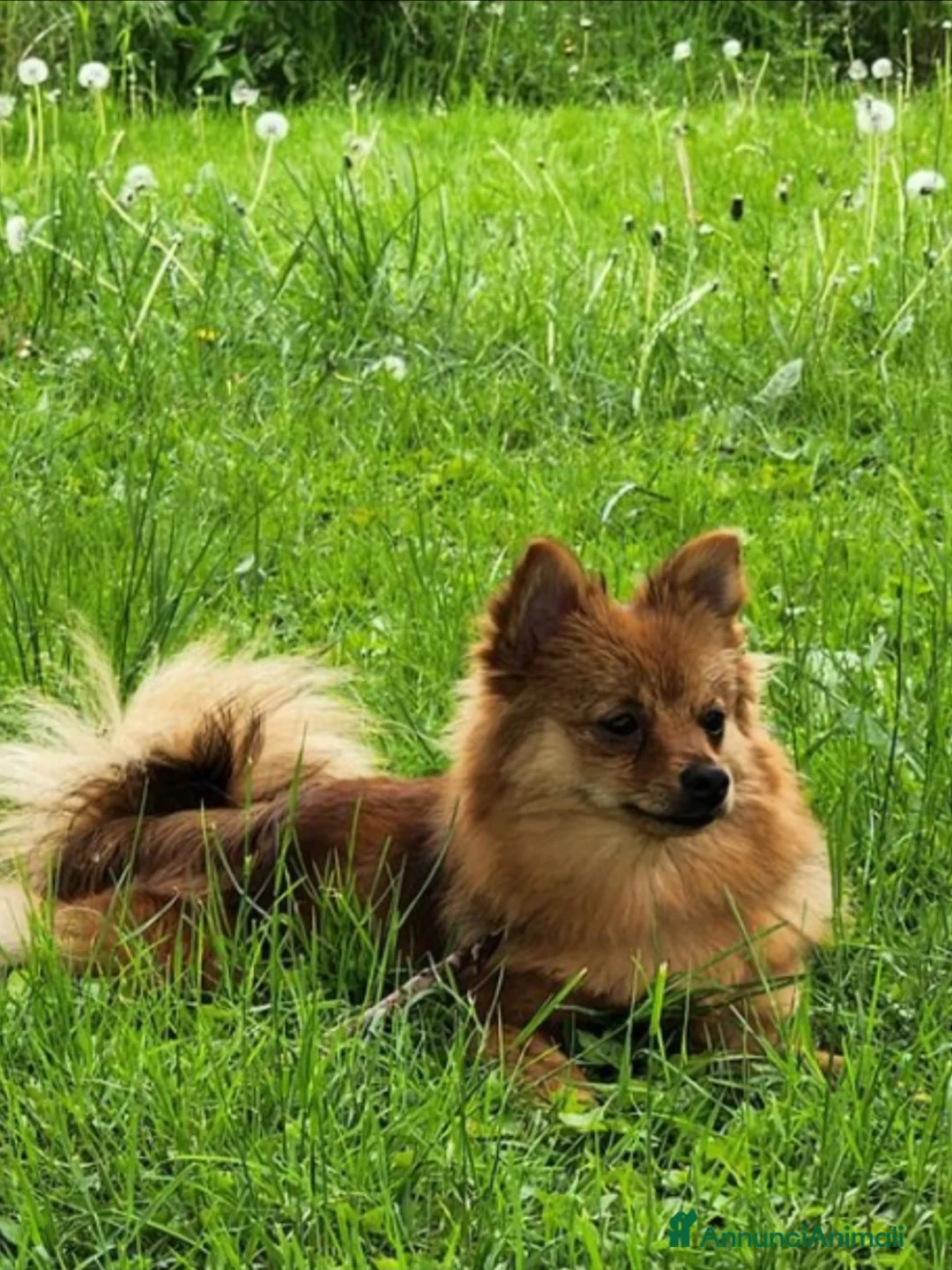 Meticcio cani in vendita: Pamapoo - Annuncio 2