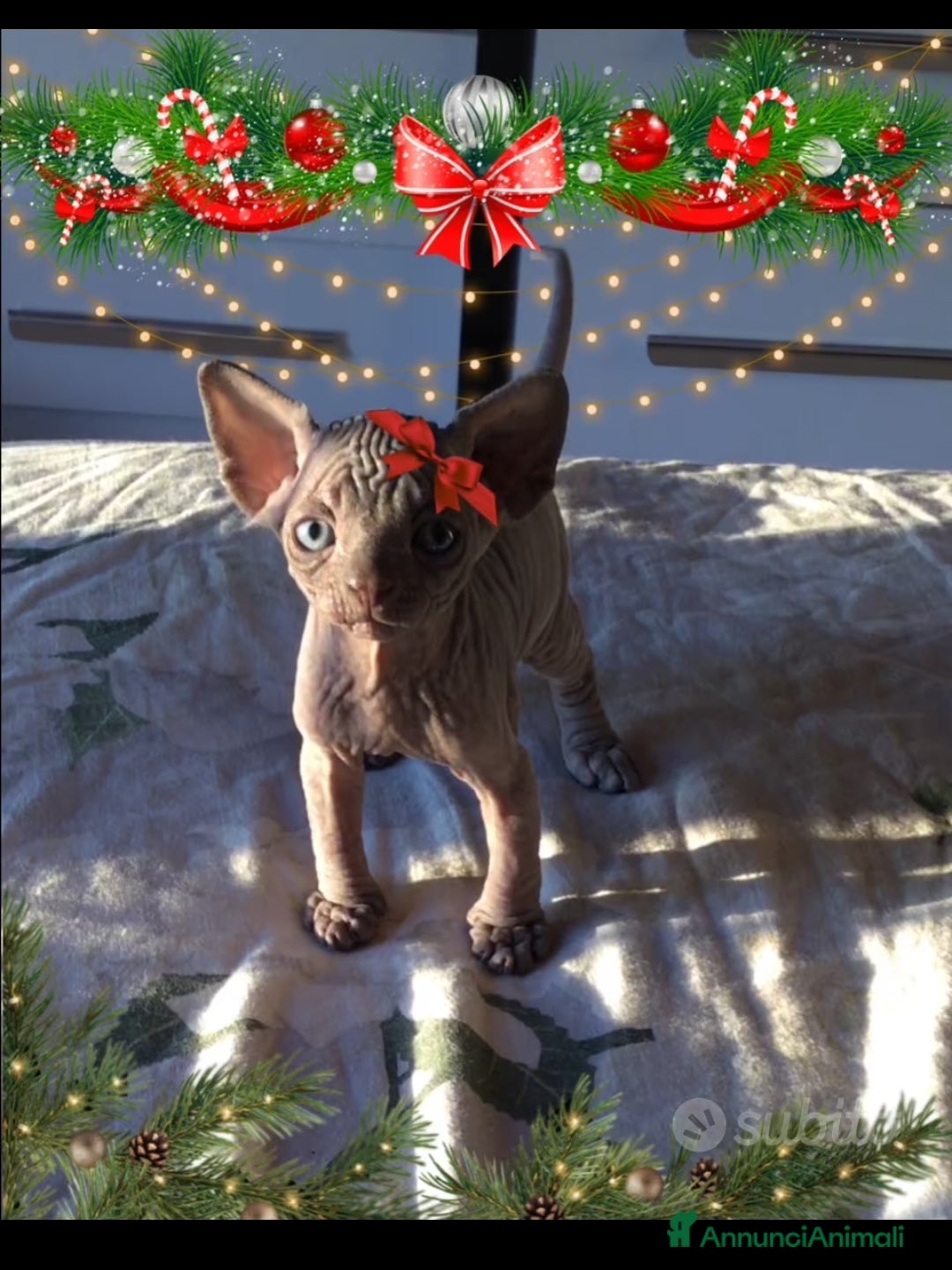 Sphynx gatti in vendita: Cuccioli di Sphynx con pedigree  - Annuncio 1