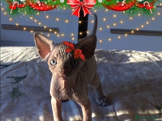Sphynx gatti Cuccioli di Sphynx con pedigree - Annuncio 6