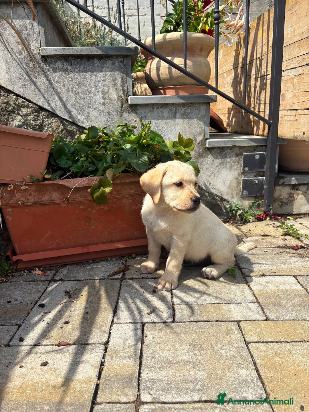 Labrador cani in vendita: Cucciole di Labrador miele  a Provincia di Massa e Carrara - Annuncio 2