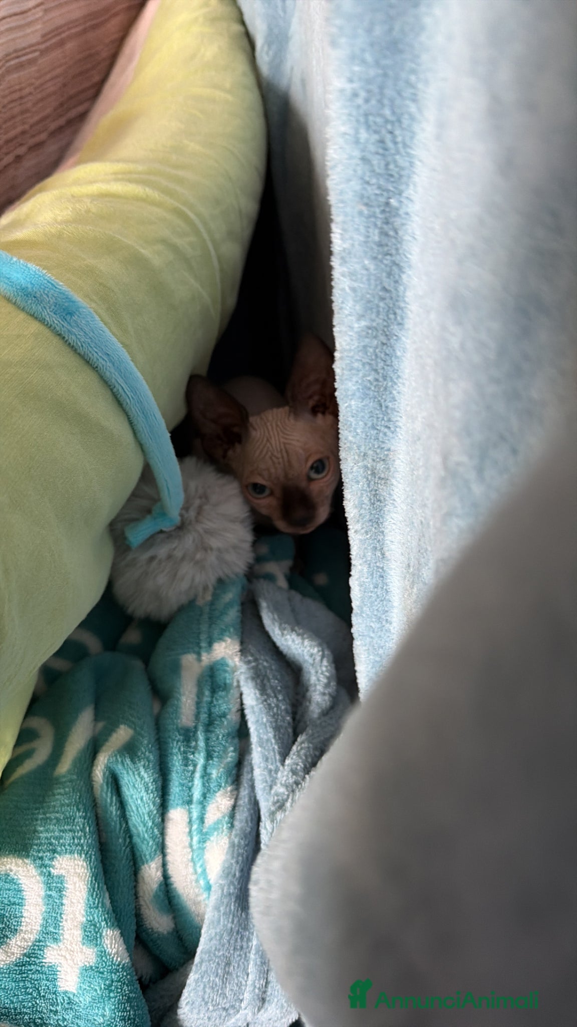Sphynx gatti Vendo gatto sphynx  - Annuncio 3