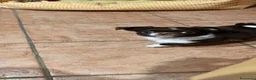 Chihuahua cani in vendita: Chihuahua a pelo lungo  - Annuncio 13