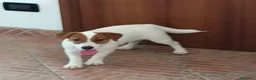Jack Russell cani in vendita: Cucciolata Jack Russelle Terrier con Pedigree - Annuncio 6