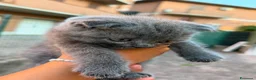Scottish gatti in vendita: Gattini Scottish  a Provincia di Reggio Emilia - Annuncio 4