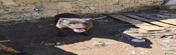 Meticcio cani in regalo: ADOZ.DEL💔:mamma e figlia abbandonate in recinto!! a Città Metropolitana di Bologna - Annuncio 7