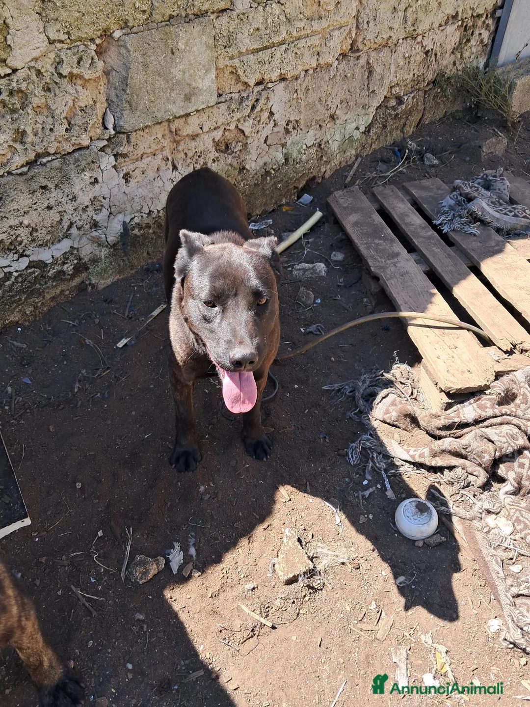 Meticcio cani in regalo: ADOZ.DEL💔:mamma e figlia abbandonate in recinto!! a Città Metropolitana di Bologna - Annuncio 7