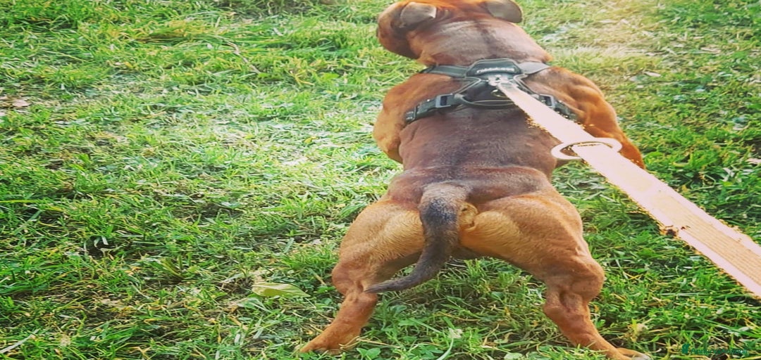 Immagine della galleria {{count}}