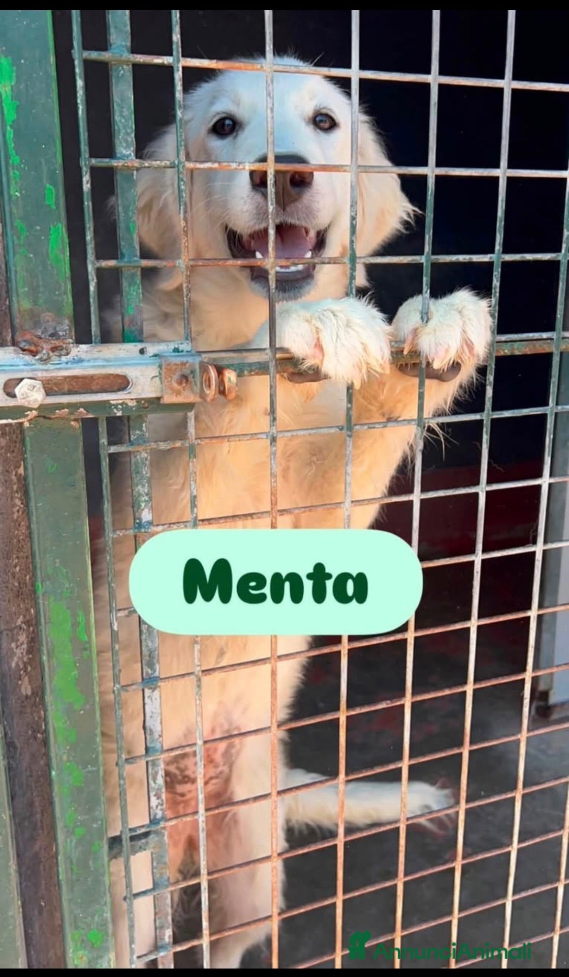 Meticcio cani Menta dolce cucciolona simil golden retriever  - Annuncio 10