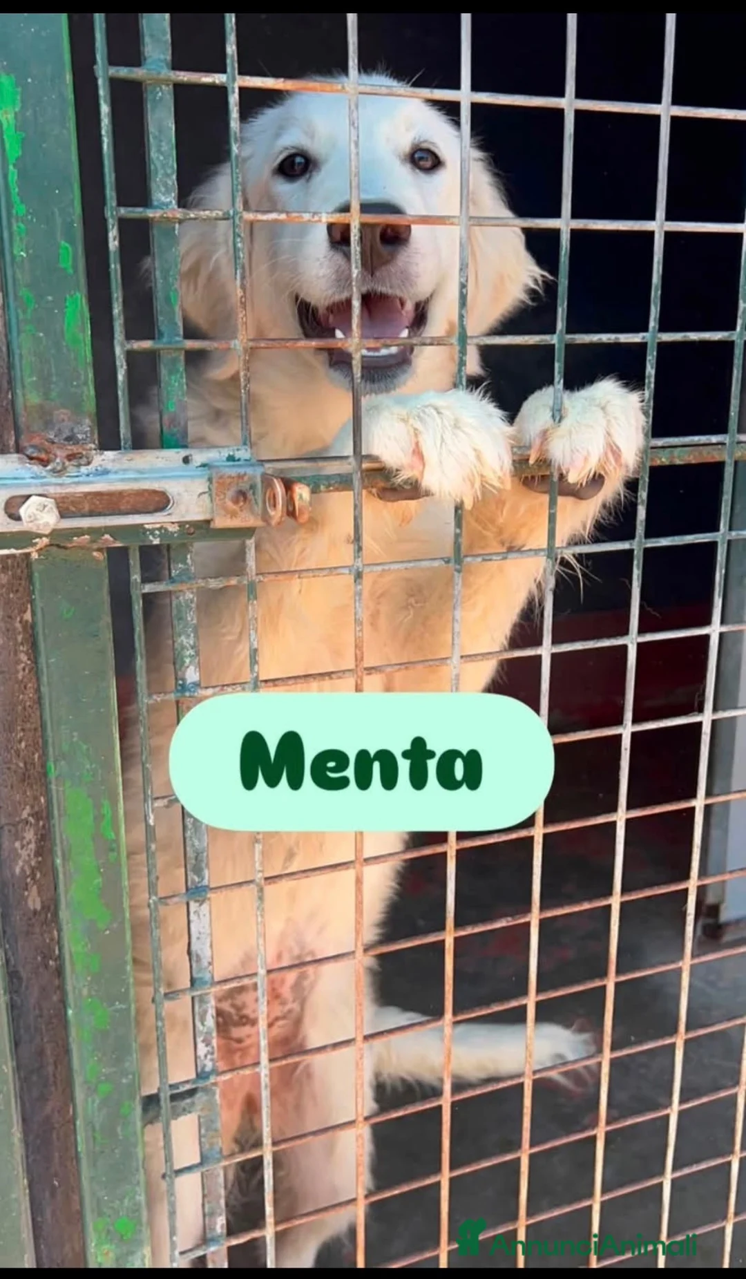 Meticcio cani in regalo: Menta dolce cucciolona simil golden retriever  - Annuncio 1