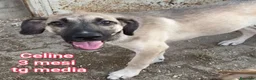 Meticcio cani in regalo: CUCCIOLI ABBANDONATI: URGENTE  a Città Metropolitana di Torino - Annuncio 11