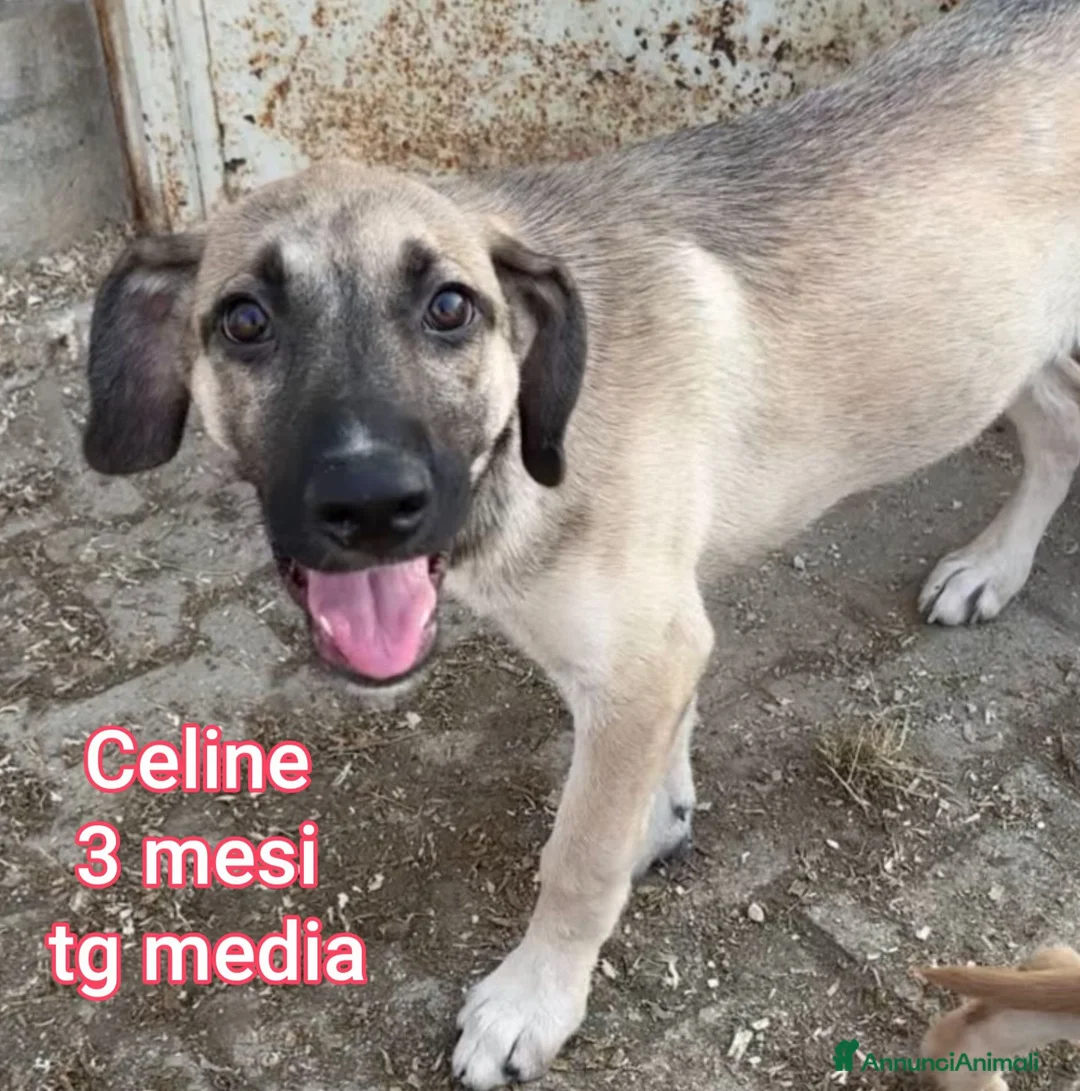 Meticcio cani in regalo: CUCCIOLI ABBANDONATI: URGENTE  a Città Metropolitana di Torino - Annuncio 11