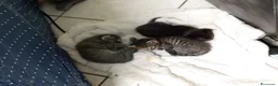 Meticcio gatti in regalo: Regalo gatti piccolini  - Annuncio 2