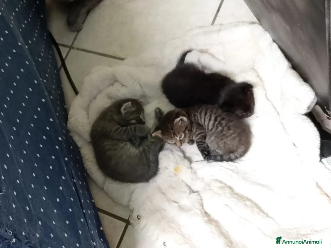 Meticcio gatti in regalo: Regalo gatti piccolini  - Annuncio 2