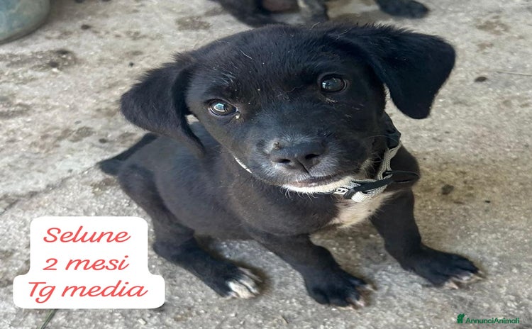 Meticcio cani a Provincia di Pistoia - Annuncio 4