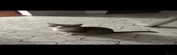 Meticcio gatti in regalo: Cuccioli di gatto dolcissimi - Annuncio 2