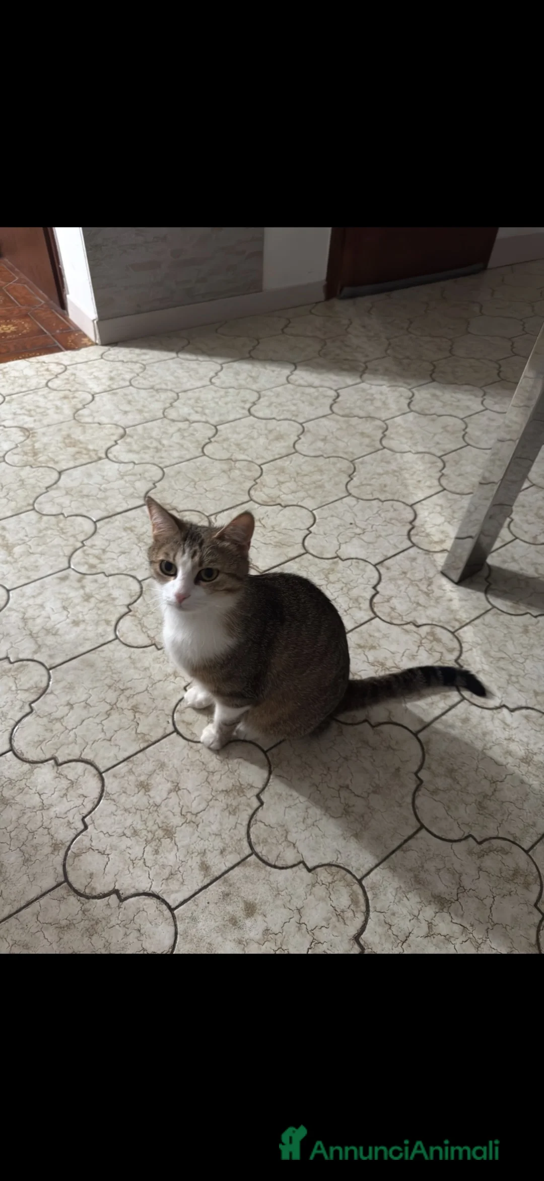 Meticcio gatti in regalo: Cuccioli di gatto dolcissimi - Annuncio 2