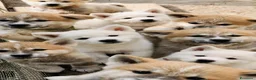 Akita Inu cani in vendita: UN AKITA INU PER NATALE  a Provincia di Vicenza - Annuncio 1