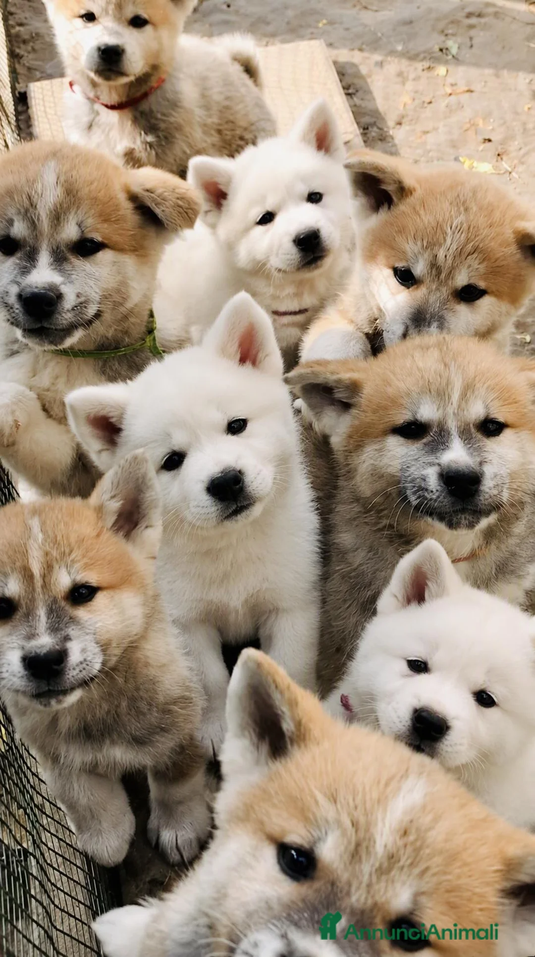 Akita Inu cani in vendita: UN AKITA INU PER NATALE  a Provincia di Vicenza - Annuncio 1
