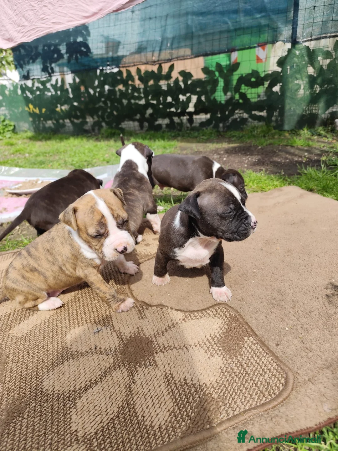 American Staffordshire cani in vendita: Cuccioli Amstaff Splendidi - Annuncio 8
