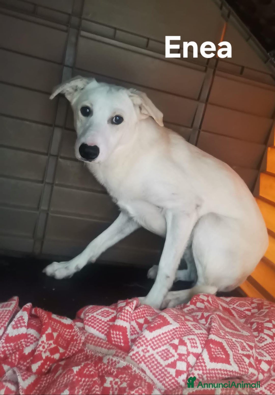 Altre razze cani in regalo: ENEA E WHITE - Annuncio 3