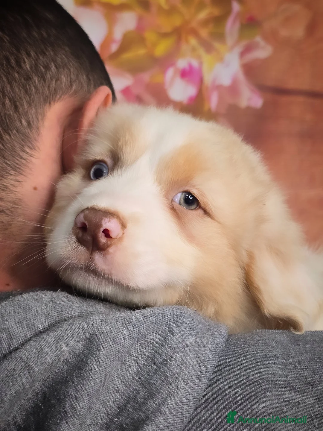 Australian Shepherd cani in vendita: cuccioli maschi pastore australiano pedigree - Annuncio 24