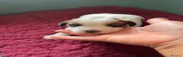 Jack Russell cani in vendita: Cuccioli Jack Russel Terrier Alta genealogia  - Annuncio 21