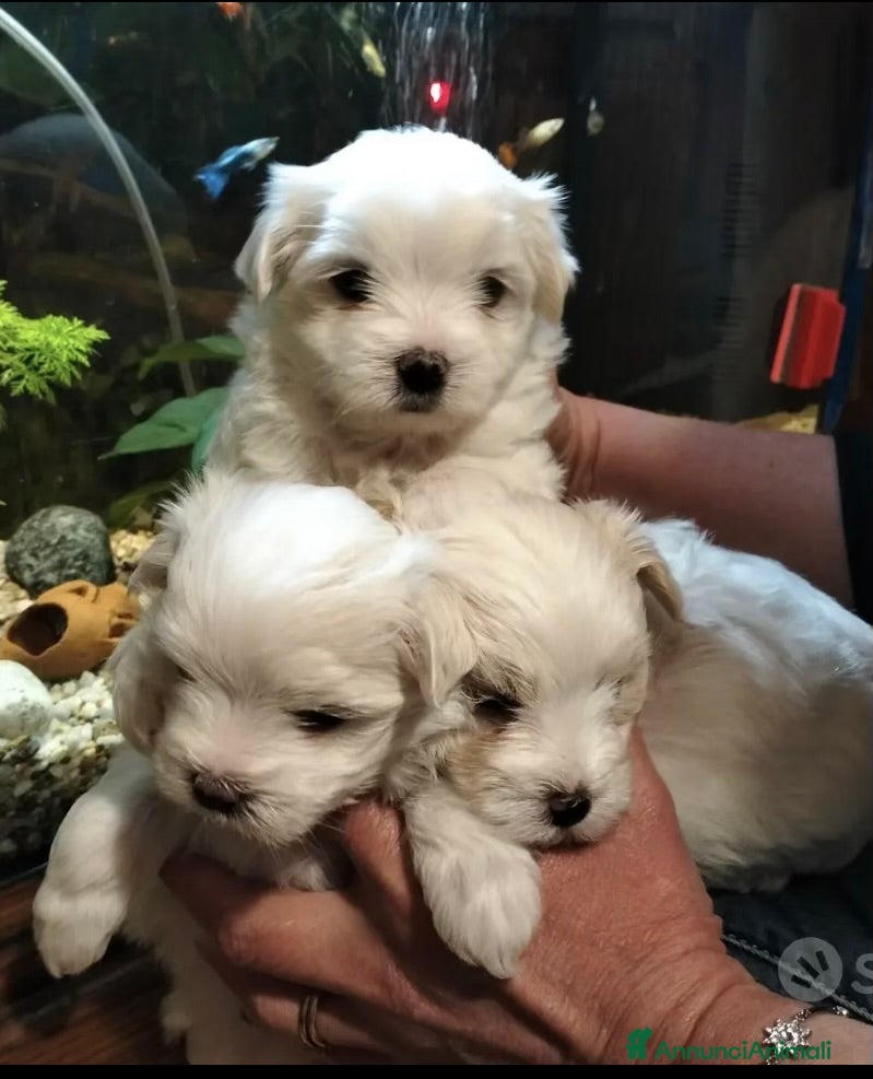 Maltese cani Cuccioli maltesi  - Annuncio 1