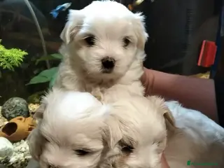 Maltese cani Cuccioli maltesi - Annuncio 1