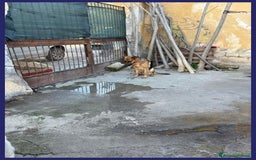 Pastore Tedesco cani in regalo: ZEUS  3anni gettato dall'auto! Molto bravo - Immagine 2