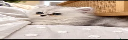 Persiano gatti in vendita: Gatti - Annuncio 2