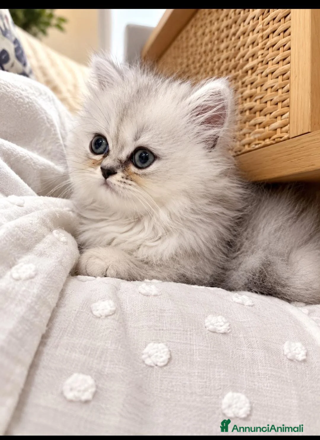 Persiano gatti in vendita: Gatti - Annuncio 2