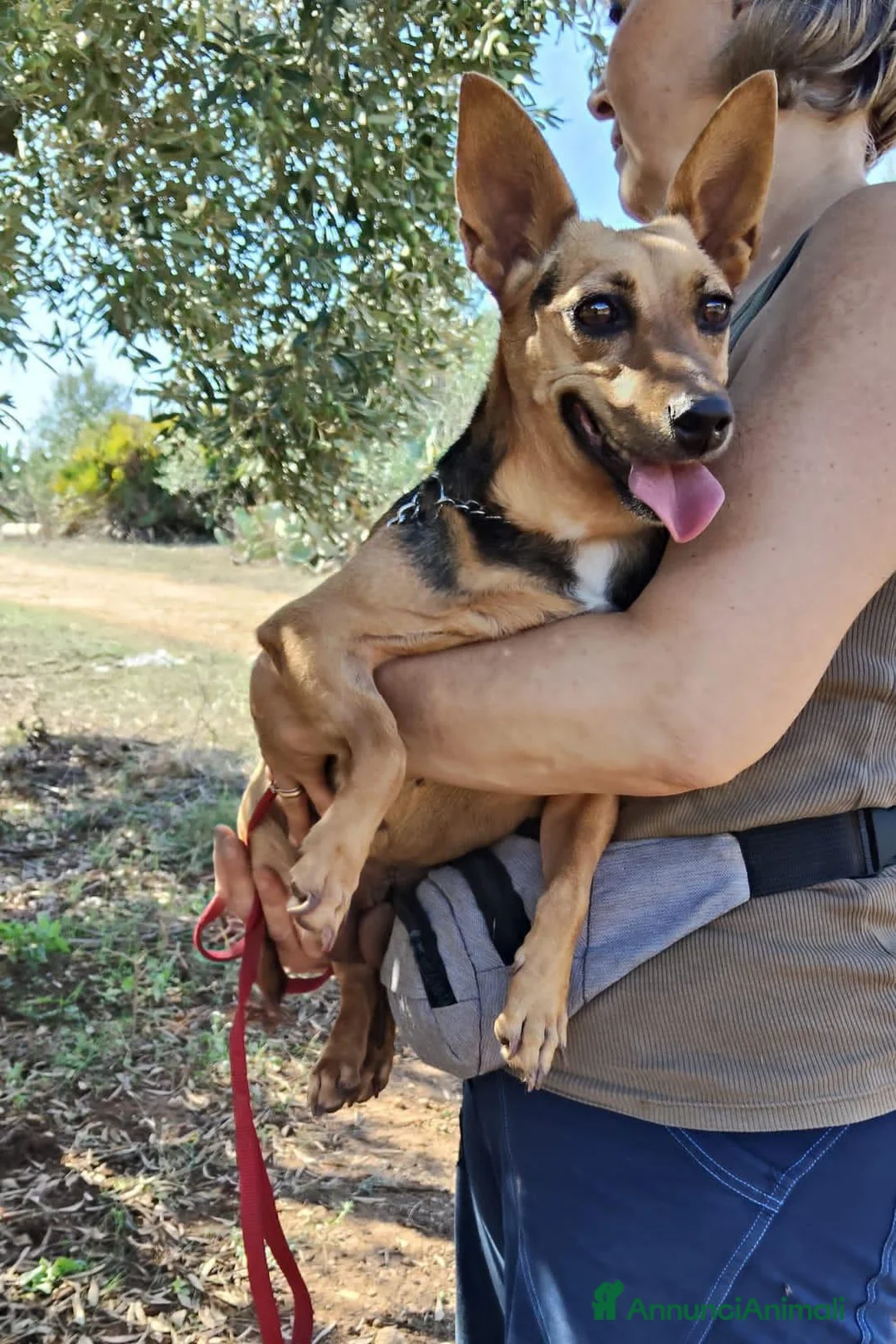 Meticcio cani in regalo: SIBILLA - Annuncio 1