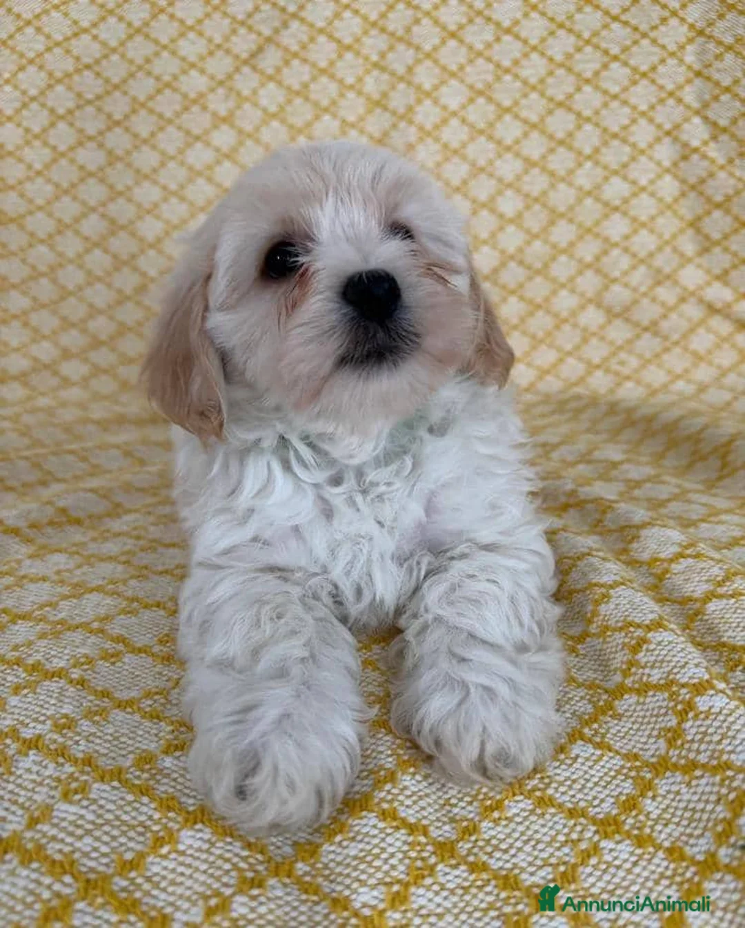 Maltipoo cani in vendita: Cuccioli di Maltipoo  - Annuncio 8